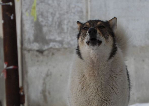 За полгода в Волчанске зарегистрировано 17 укусов животными