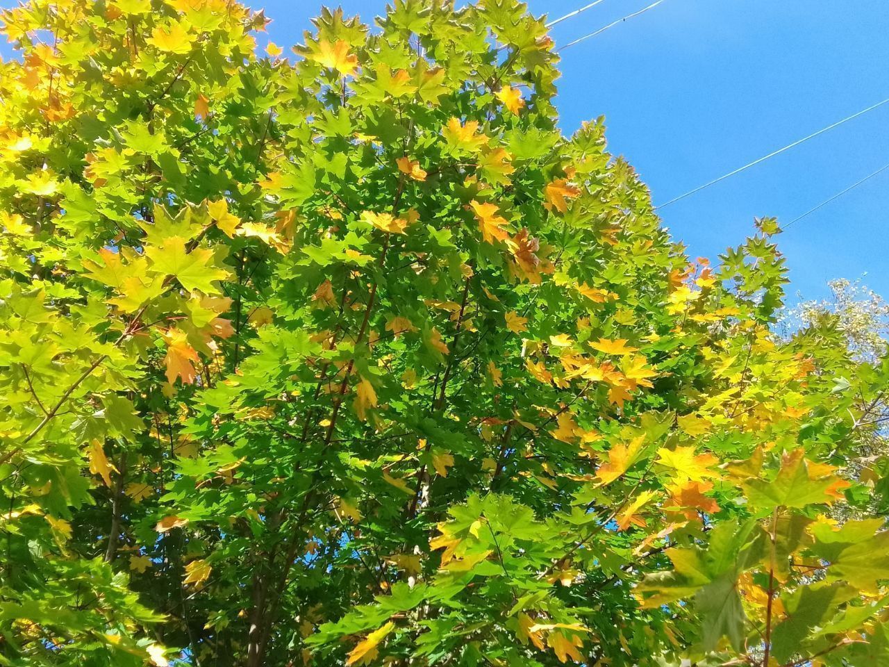 Синоптики прогнозируют: тепло на севере области простоит до 19 сентября