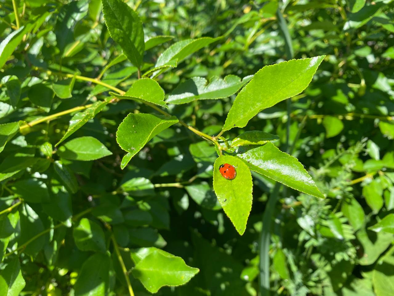 Изнуряющую жару сменят кратковременные дожди и грозы