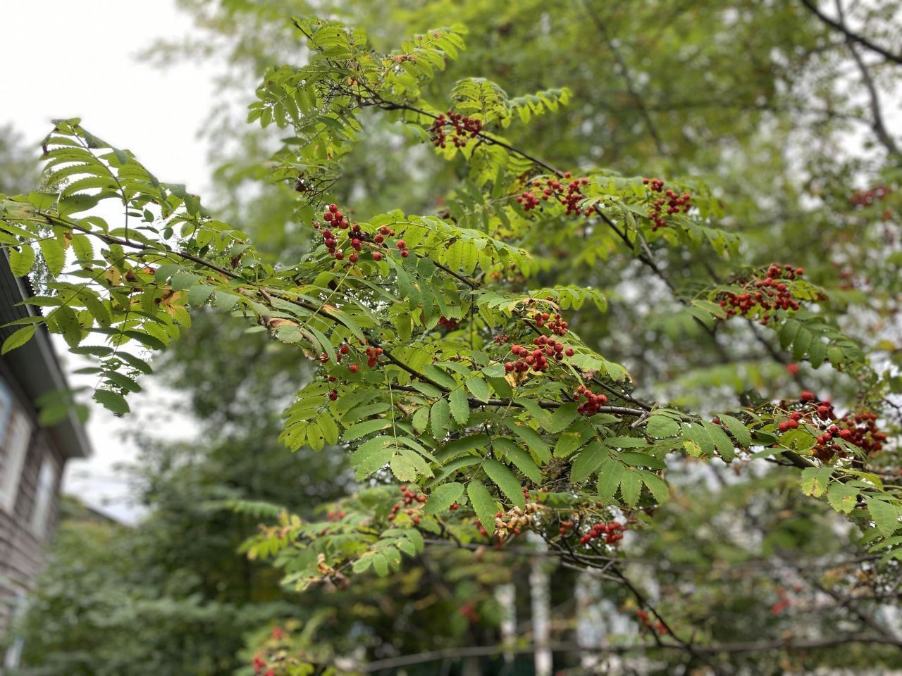 Синоптики предполагают, что бабье лето на севере области наступит в середине сентября
