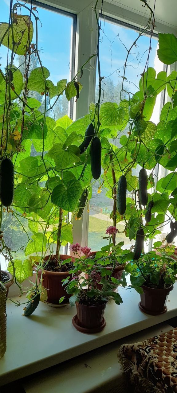 Квартирные урожаи. Что можно вырастить на подоконнике в спальне и на полках балкона?