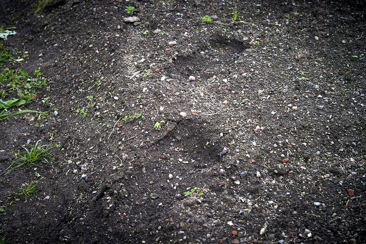 Это реальная угроза! К  садоводам приходит медведь 