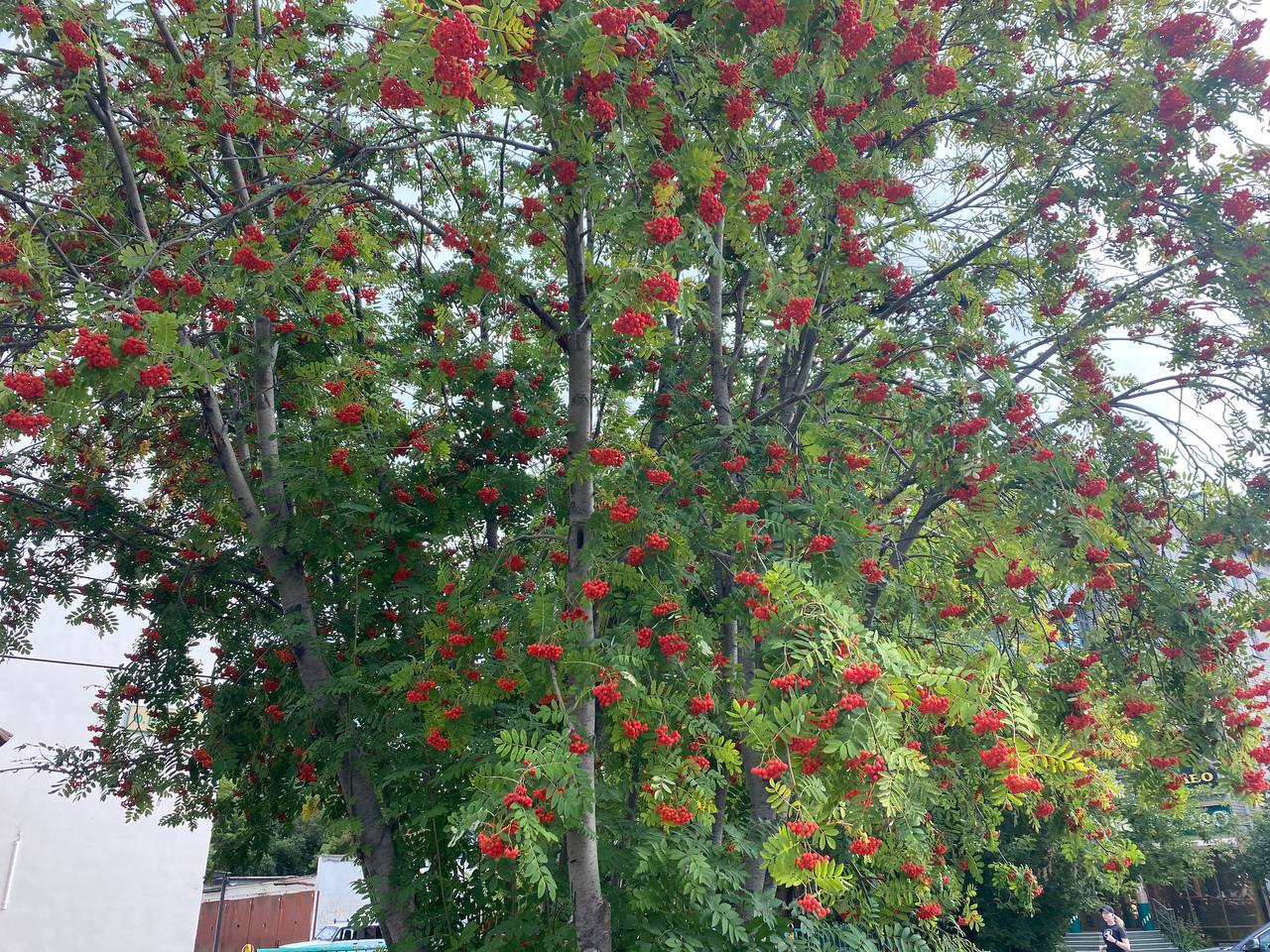 Синоптик прогнозирует улучшение погоды в третьей декаде августа