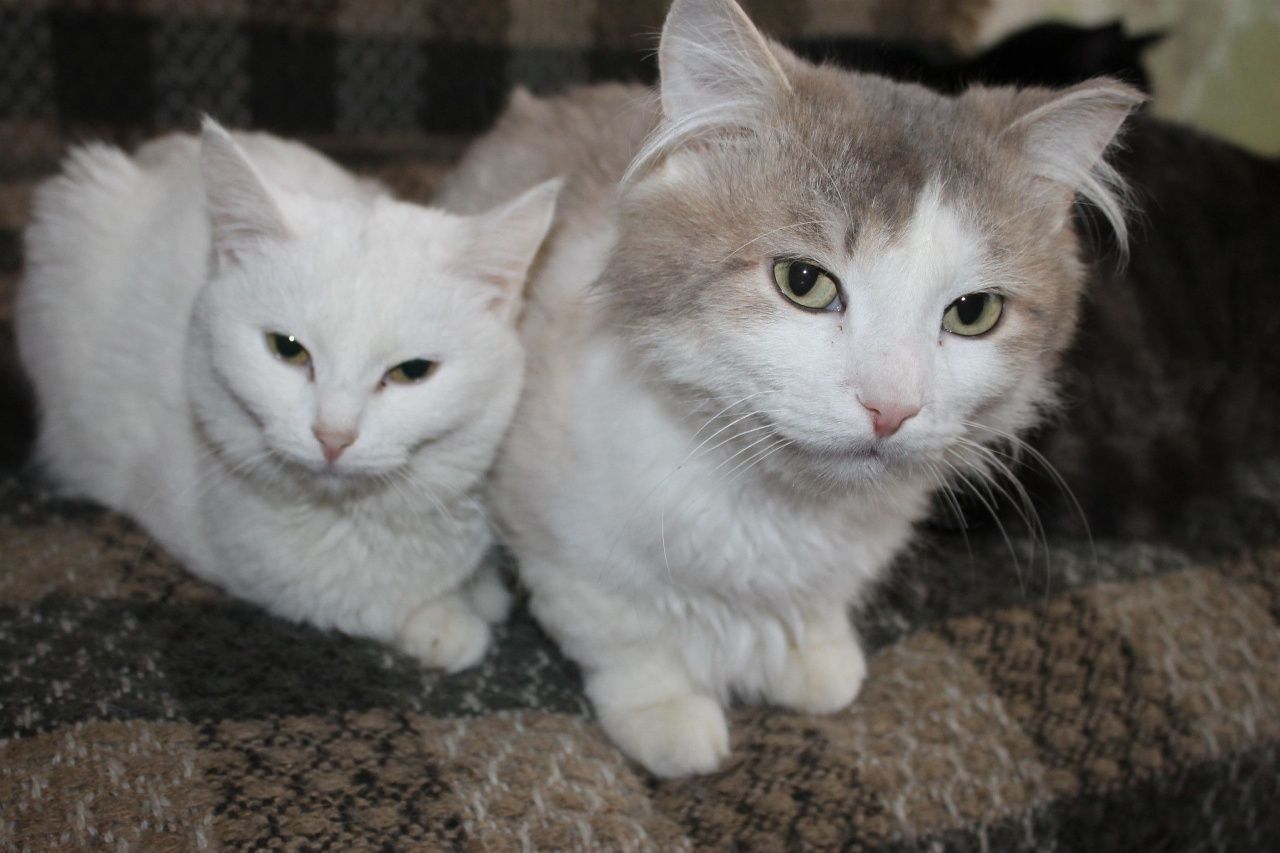 В Госдуме предложили выплачивать пенсионерам пособие на содержание животных