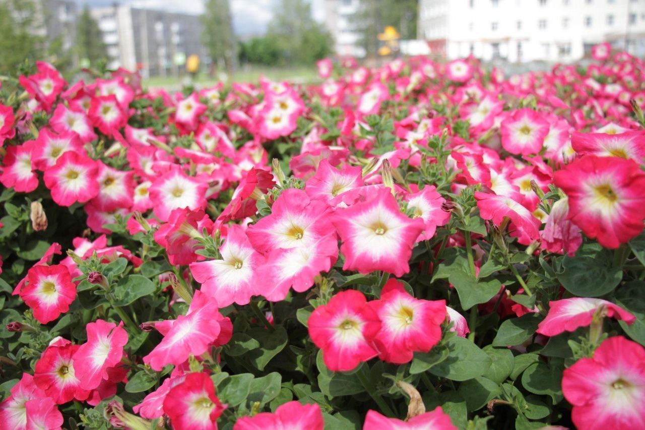 Синоптики о погоде на ближайшую неделю: “Будет свежо, нежарко”