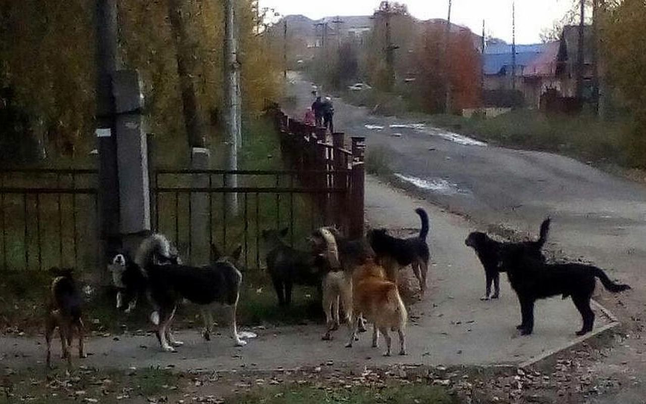 Госдума приняла закон об ответственном обращении с животными