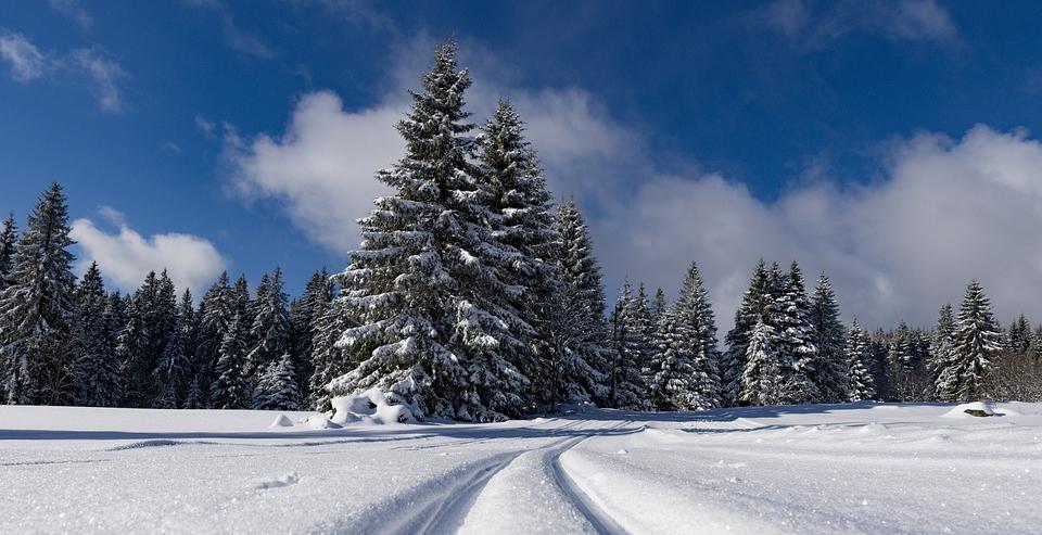 Карпинцы срубили на Новый год более ста живых елок