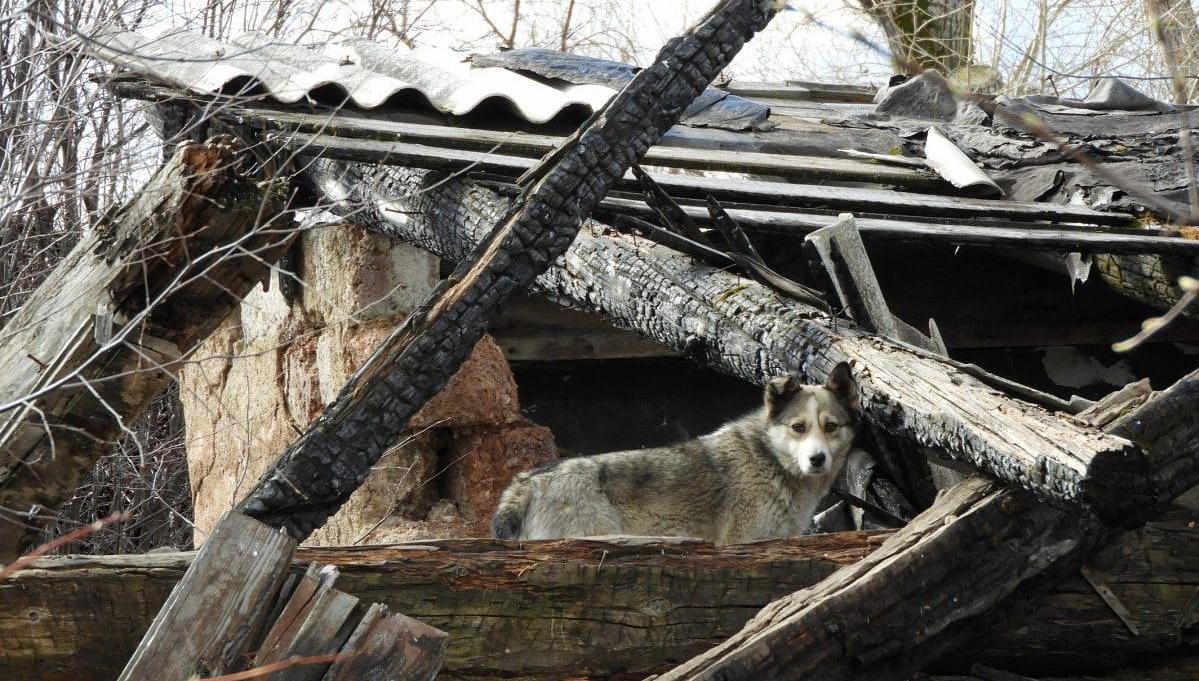Сегодня в Волчанске стартовал отлов бездомных собак