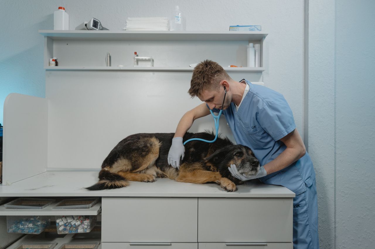 Как часто домашних животных нужно водить к ветеринару? 