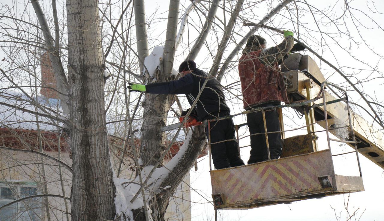В Волчанске спилят 290 деревьев