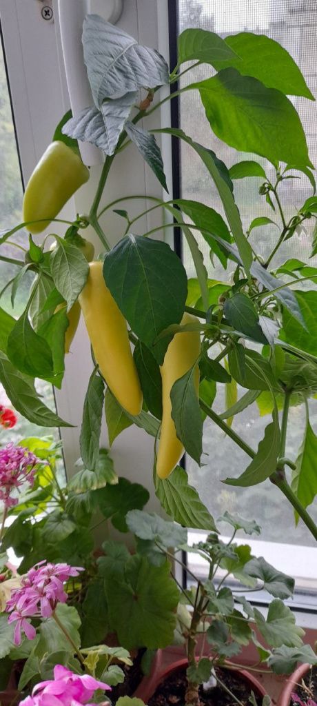 Фото: Андрей Гребенкин, «Глобус»