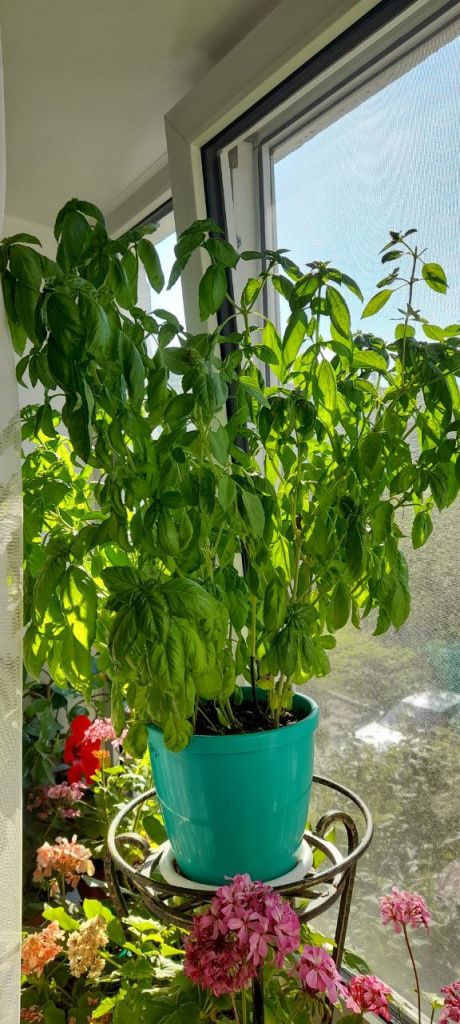 Базилик был известен еще в Древней Греции и считался царем ароматических трав, применялся для исцеления и ублажения особ царской крови. На Руси это растение выращивали на подоконниках и называли по-простому – пахучка. Фото: Андрей Гребенкин, «Глобус»