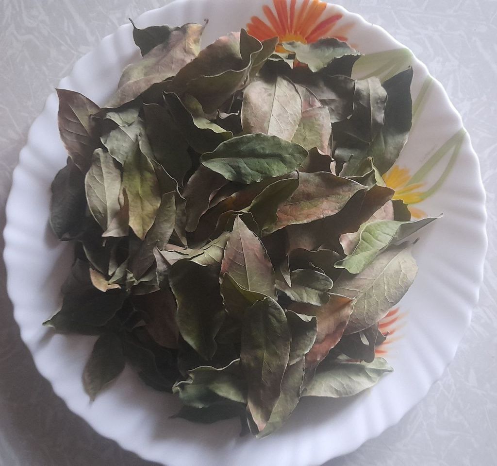 Если при сушке лавровые листья положить под какой-нибудь пресс, то они высохли бы ровными (как продают в магазине). Но при приготовлении супов или тушении мяса, в кипящей воде наши листики и так выпрямляются очень быстро. Фото: Андрей Гребенкин, «Глобус»