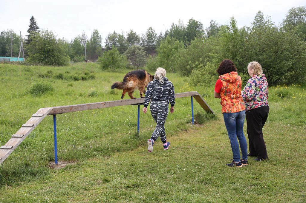 С 1 апреля 2026 года в России начнет действовать ГОСТ Р 72372-2025 «Благоустройство территорий общего пользования для владельцев собак». Сообщается, что этот ГОСТ носит рекомендательный характер для застройщиков. Фото: Алеся Копылова, архив "Вечернего Краснотурьинска"