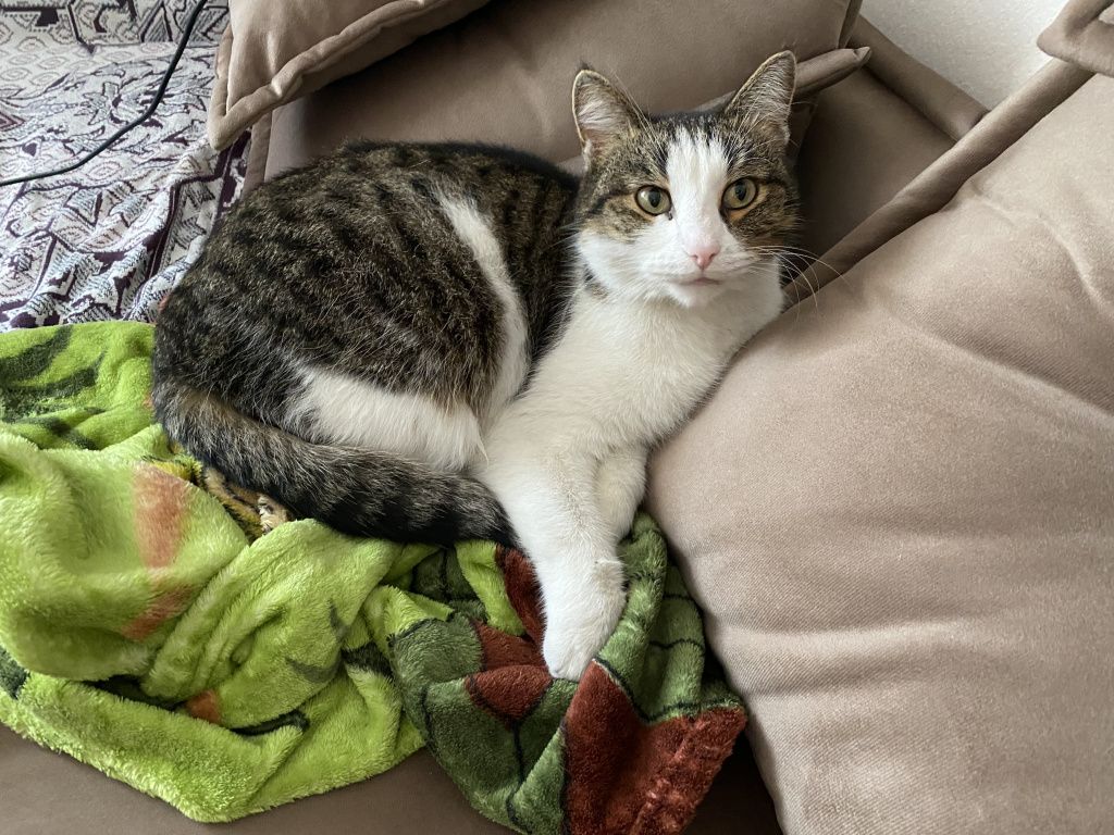 Кот по кличке Трактор во время пожара хотел спрятаться в доме. Фото: Анна Куприянова, "Глобус"