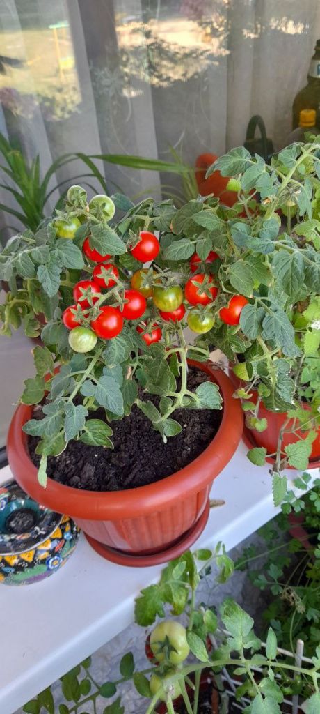 Помидорки черри украсят любой подоконник, а еще их удобно есть – ведь они такие маленькие, что легко помещаются в рот целиком. Фото: Андрей Гребенкин, «Глобус»