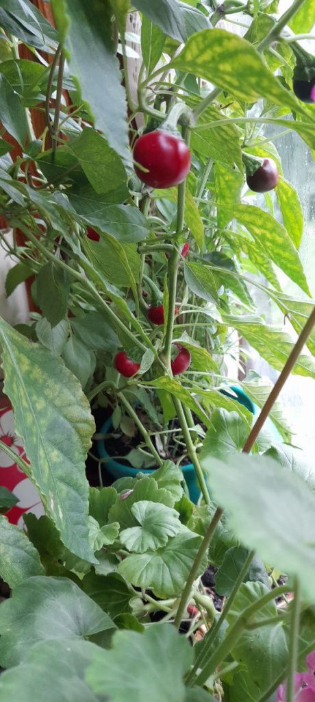 Острые перцы по мере созревания сразу используются для различных заготовок на зиму и салатов, а излишки мелко-мелко нарезаем и замораживаем. Фото: Андрей Гребенкин, «Глобус»