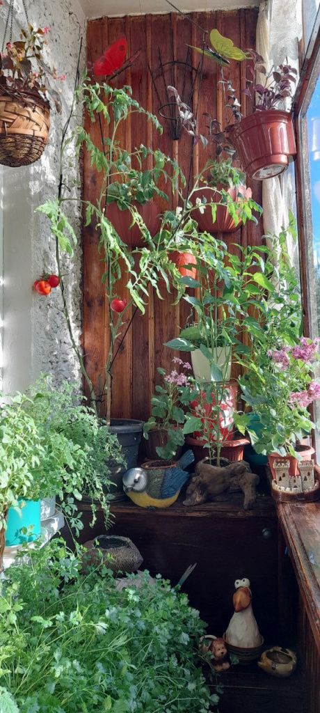 Балкон обычный, стандартный, примерно 3х1,80. «Жаль, королевство маловато, разгуляться негде». Фото: Андрей Гребенкин, «Глобус»