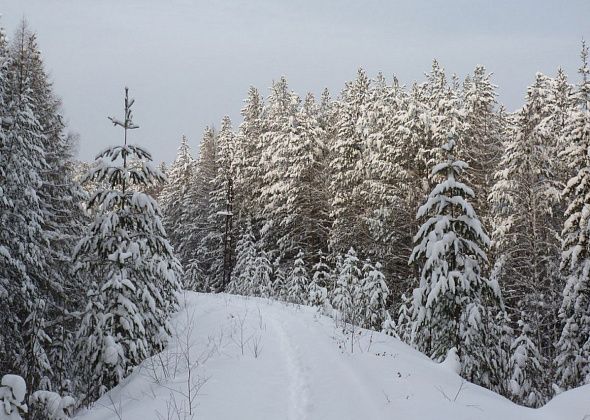 На севере Свердловской области ожидается потепление