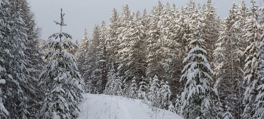 На севере Свердловской области ожидается потепление