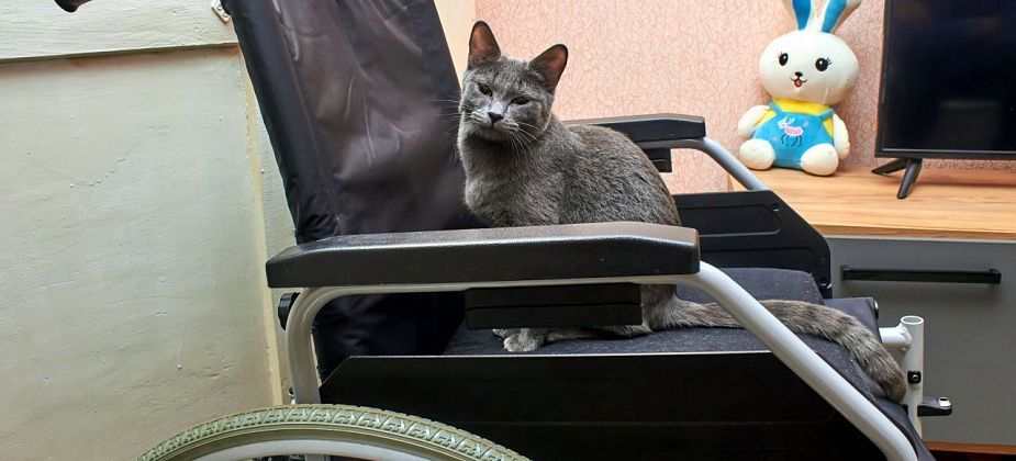 За пять лет выросло число детей-инвалидов