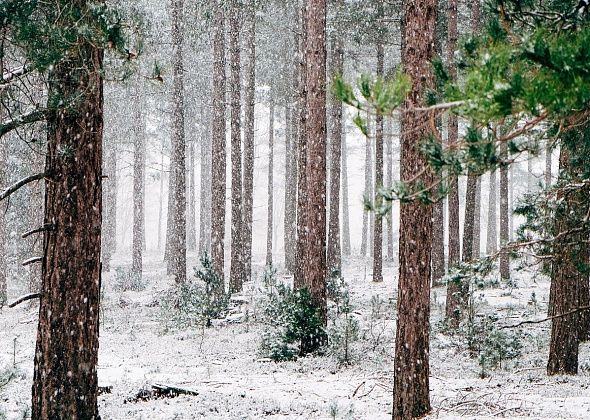 Главный синоптик: слухи про минус 40 в новогоднюю ночь слегка преувеличены
