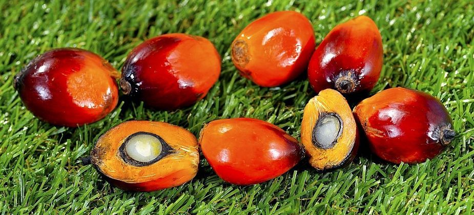 Пальмовое масло: чем оно опасно и почему мы сторонимся продуктов с ним?