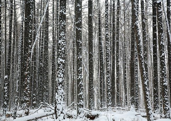В Хабаровском крае трехлетний мальчик самостоятельно выбрался из тайги