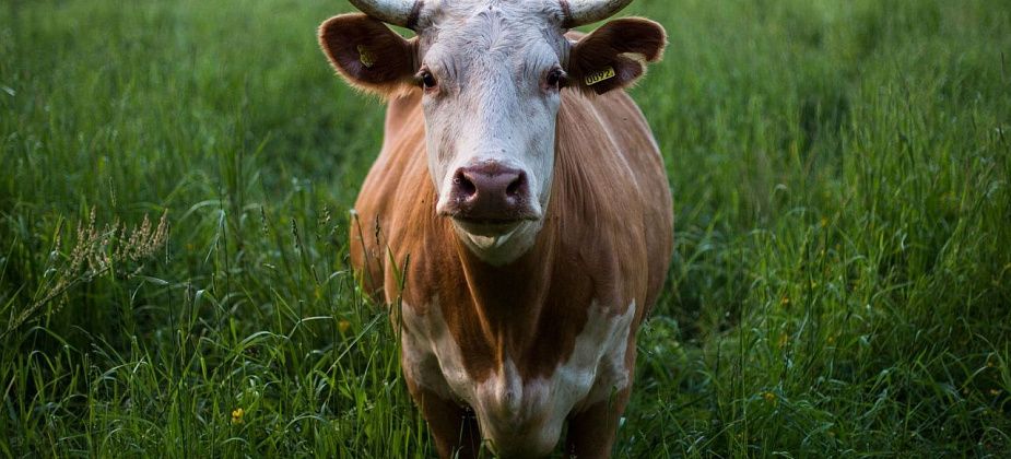 Кто потерял бело-рыжую коровку, откликнитесь!