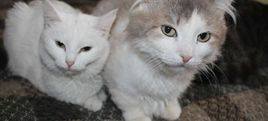 В Госдуме предложили выплачивать пенсионерам пособие на содержание животных