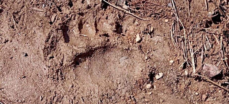 В лесу рядом с Волчанском обнаружили следы медведя