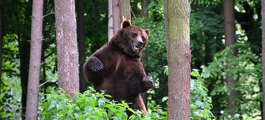 В Свердловской области до конца октября расстреляют 26 медведей для регулировки их численности