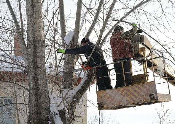 В Волчанске спилят 290 деревьев
