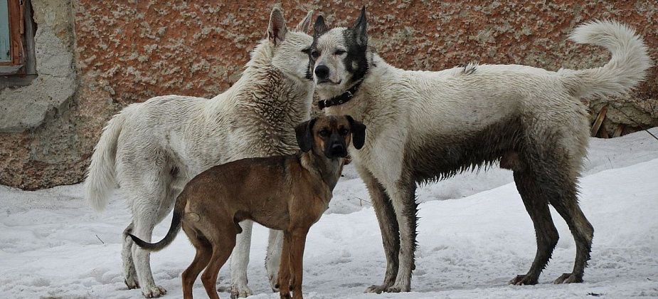 В Волчанске стартовал отлов бездомных собак