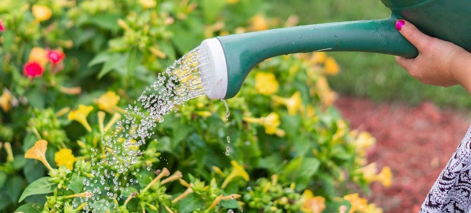 Полезное садоводам: какие работы выполняем в июне?