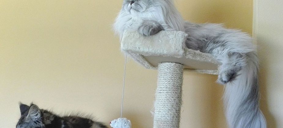 Как выбрать правильную когтеточку для кошки? 