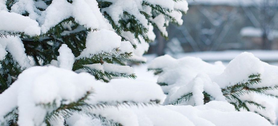 Елочный вопрос. Рассказываем, где взять живую елку на Новый год и сделать это легально
