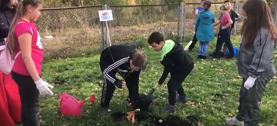 Волчанские школьники высадили саженцы рябины