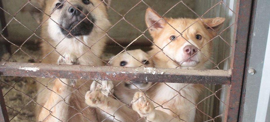 "Вышвырнут животных на улицу... Умирать". В Серове выпустят полсотни отловленных собак
