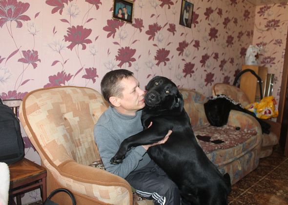 Зачем слепому поводырь? По дому лабрадор ходит за хозяином хвостиком. На улице он – его глаза