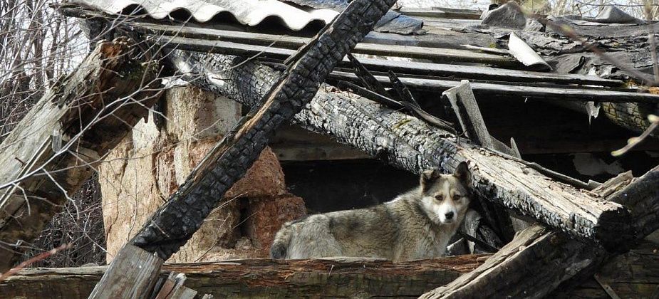 На прошлой неделе в Волчанске отловили бездомных собак и увезли в Камышлов