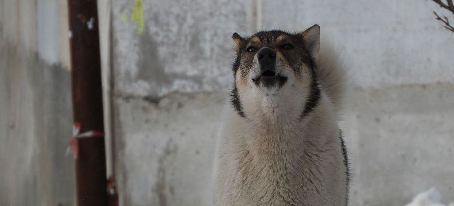 За полгода в Волчанске зарегистрировано 17 укусов животными
