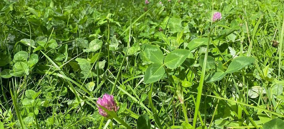 На севере области продолжается лето. Синоптик: "Территория находится под влиянием антициклона, который несет много солнца и тепла"