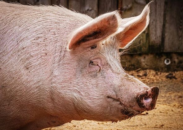 В Волчанске пройдут рейды по выявлению мест несанкционированного захоронения биологических отходов