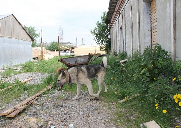 В городе идет отлов собак