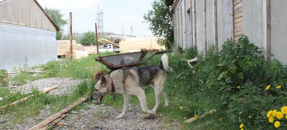 В городе идет отлов собак