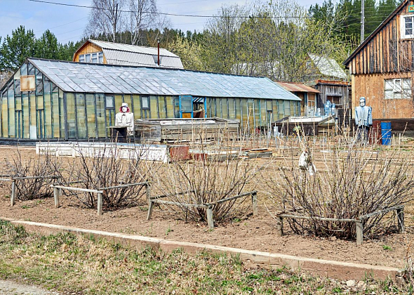 Администрация Волчанска готова предоставить в аренду землю под огород