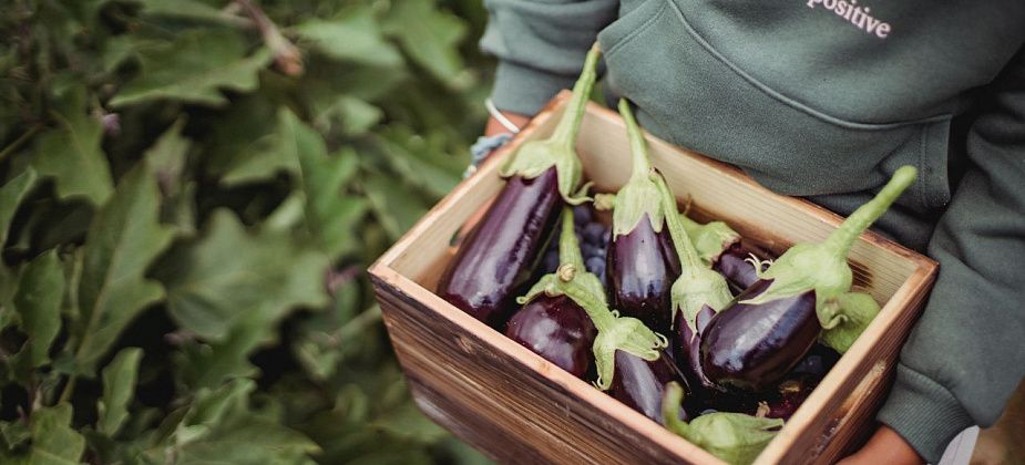 Полезное садоводам: какие работы выполняем в августе?