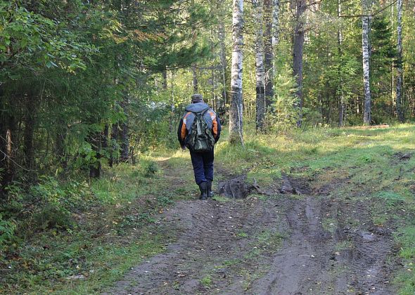 "Собаки два раза взяли след, но он... прервался". В Серове продолжаются поиски пропавшего грибника