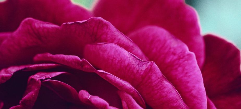 Viva Magenta: кто и зачем выбирает цвет года